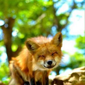 Meet your Posher, Ronnie